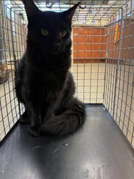 CIDER -  Domestic Medium Hair Cat for Adoption in Fort Myers, Florida - CIDER | PetCurious
