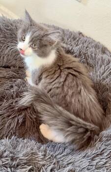 Ragdoll and Domestic Medium Hair Cats Available for Adoption - Jack & Jill | PetCurious