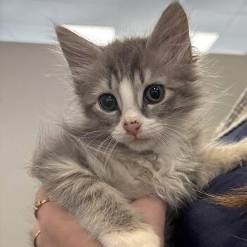 Juicy Juice -  Domestic Short Hair Cat for Adoption in Allentown, Pennsylvania - Juicy Juice | PetCurious