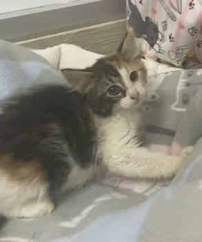 Onion -  Calico and Maine Coon Cat for Adoption in Parlier, California - Onion | PetCurious