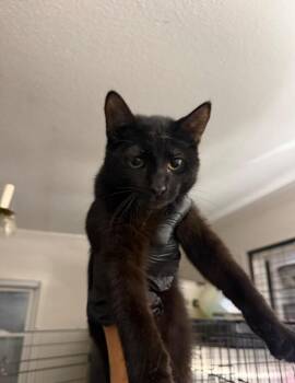 Vermithor -  Domestic Short Hair Cat for Adoption in Warrenville, South Carolina - Vermithor | PetCurious