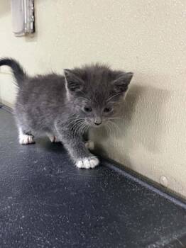 Phlox -  Domestic Short Hair and Tiger Cat for Adoption in Austin, Minnesota - Phlox | PetCurious