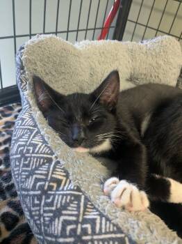 Meowverick -  Domestic Short Hair Cat for Adoption in Lock Haven, Pennsylvania - Meowverick | PetCurious
