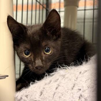 Jerry -  Domestic Short Hair Cat for Adoption in Columbus, North Carolina - Jerry | PetCurious