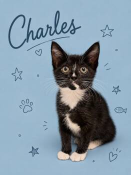 Charles (FCID# 08/20/2026 - 28 Middletown event) -  Tuxedo Cat for Adoption in Greenville, Delaware - Charles (FCID# 08/20/2026 - 28 Middletown Event) | PetCurious