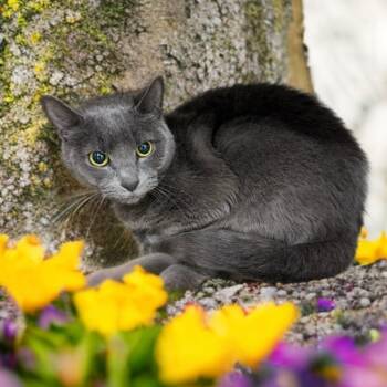 Rescue Domestic Short Hair Cats for Adoption in Newark, New Jersey - Boba | PetCurious