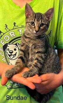 Sundae -  Domestic Short Hair Cat for Adoption in Beatrice, Nebraska - Sundae | PetCurious