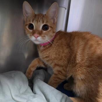 Rizzo -  Domestic Medium Hair Cat for Adoption in Lakeland, Florida - Rizzo | PetCurious