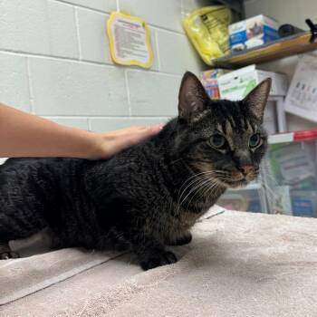 Honey -  Domestic Short Hair Cat for Adoption in Murray, Utah - Honey | PetCurious