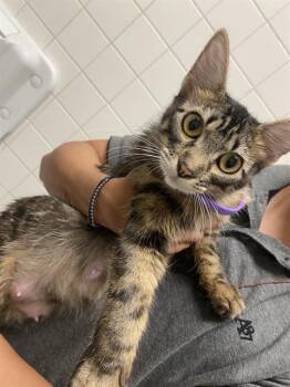 DUCHESS -  Domestic Short Hair Cat for Adoption in Dallas, Texas - DUCHESS | PetCurious