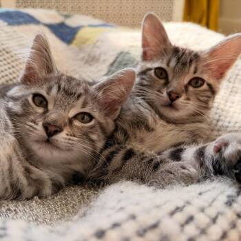 Domestic Short Hair Cats Available for Adoption in Chicago, Illinois - Alvin (bonded With Winnie) | PetCurious