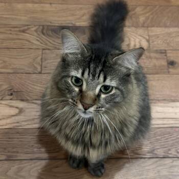 Mike -  Maine Coon Cat for Adoption in Philadelphia, Pennsylvania - Mike | PetCurious