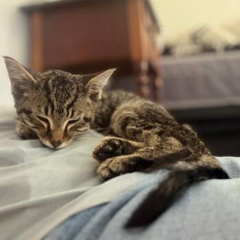 Davey -  Domestic Short Hair Cat for Adoption in Lyndhurst, Virginia - Davey | PetCurious