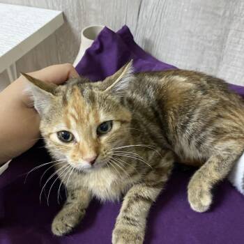 phoebe -  Domestic Short Hair Cat for Adoption in Franklin, North Carolina - Phoebe | PetCurious