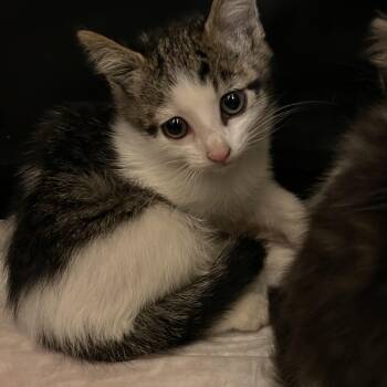 Rescue Domestic Short Hair Cats for Adoption in Syosset, New York - Nori | PetCurious