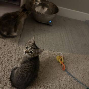 Armin -  Domestic Short Hair Cat for Adoption in Wheeling, Illinois - Armin | PetCurious
