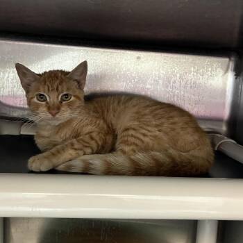 Popsocket -  Domestic Short Hair Cat for Adoption in Carencro, Louisiana - Popsocket | PetCurious