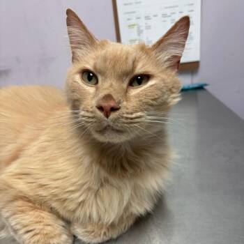 Domestic Long Hair Cats Available for Adoption in Grass Valley, California - Newt | PetCurious