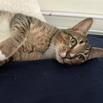 Bagel -  Domestic Short Hair Cat Available for Adoption in Weehawken Township, New Jersey - Bagel | PetCurious