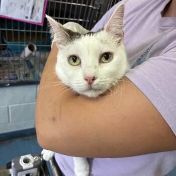 FIG -  Domestic Medium Hair and Domestic Short Hair Cat for Adoption in Pensacola, Florida - FIG | PetCurious