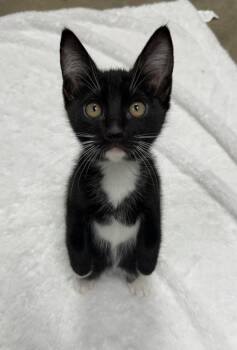 Domestic Short Hair Cats Available for Adoption - 26-07 Glamour | PetCurious