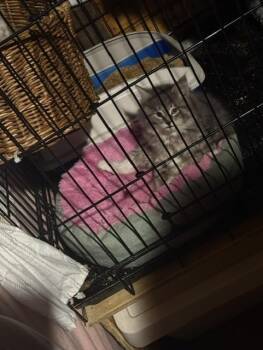 Slippers (Slip) -  Domestic Long Hair Cat for Adoption in Fredericton, New Brunswick - Slippers (Slip) | PetCurious