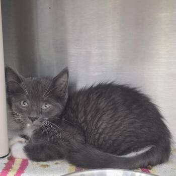 Sugar -  Domestic Short Hair Cat for Adoption in Fort Wayne, Indiana - Sugar | PetCurious