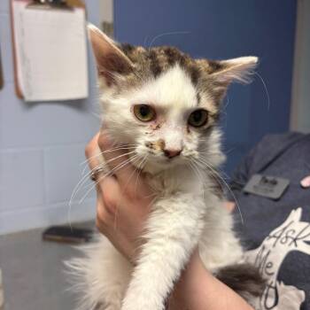 Domestic Short Hair Cats Available for Adoption in Dekalb, Illinois - Brian Moser | PetCurious