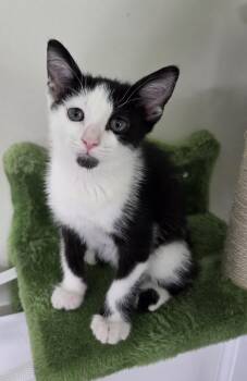Domino -  Domestic Short Hair and Tuxedo Cat for Adoption in Mobile, Alabama - Domino | PetCurious