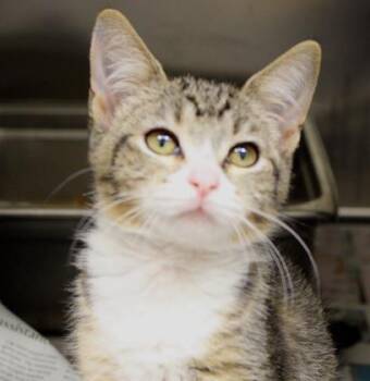 Kiki -  Domestic Short Hair Cat for Adoption in Wichita, Kansas - Kiki | PetCurious
