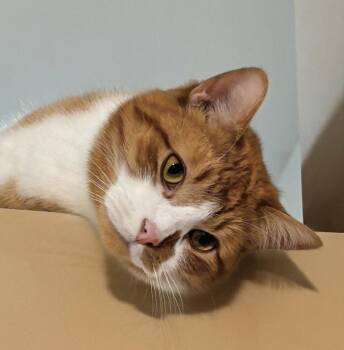 Domestic Short Hair Cats Available for Adoption in Midland, Michigan - Mango Courtesy Listed | PetCurious