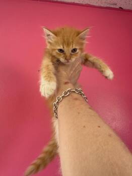 Oogie -  Domestic Medium Hair Cat for Adoption in Johnson City, Tennessee - Oogie | PetCurious