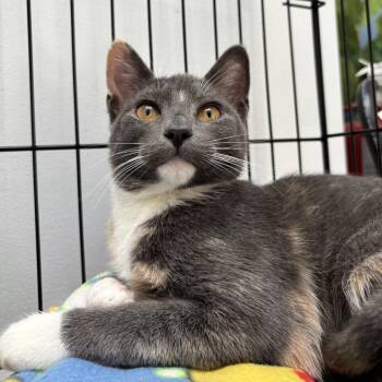 Rescue Domestic Short Hair Cats for Adoption in Evanston, Illinois - Marionette | PetCurious
