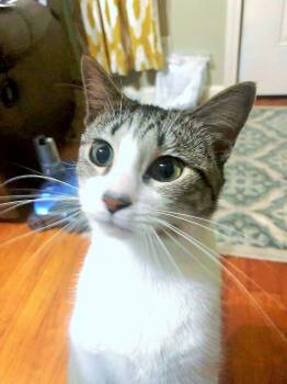 Domestic Short Hair Cats Available for Adoption in Social Circle, Georgia - Feather | PetCurious