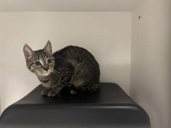 ZAIDA -  Domestic Short Hair Cat for Adoption in Ontario, California - ZAIDA | PetCurious