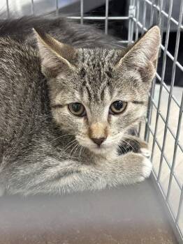 JULY -  Domestic Short Hair Cat for Adoption in Las Vegas, Nevada - JULY | PetCurious