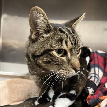 Jake -  Domestic Short Hair Cat for Adoption in Morgan Hill, California - Jake | PetCurious