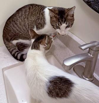 Rescue Tabby Cats for Adoption in Chicago, Illinois - Six And Seven | PetCurious