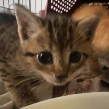Harlequin -  Domestic Short Hair Cat for Adoption in Montgomery, Alabama - Harlequin | PetCurious