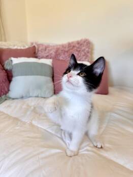 Farley -  Domestic Short Hair and Tuxedo Cat for Adoption in Tuscaloosa, Alabama - Farley | PetCurious