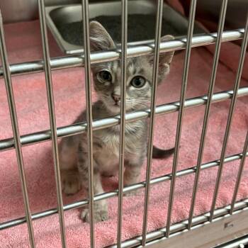 Barracuda -  Domestic Short Hair Cat for Adoption in Columbus, Georgia - Barracuda | PetCurious