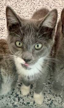 Rescue Domestic Short Hair Cats for Adoption in Chapel Hill, North Carolina - Tulsa | PetCurious