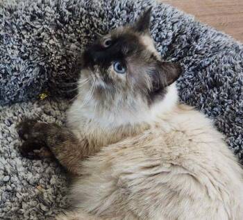 Siamese Cats Available for Adoption in Fernley, Nevada - Jasmin | PetCurious
