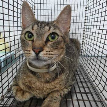Gracie -  Domestic Short Hair Cat for Adoption in Edinburg, Texas - Gracie | PetCurious