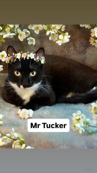 Domestic Short Hair Cats Available for Adoption in Walnut Creek, California - Mr Tucker At Martinez Pet Food Express May 2nd | PetCurious