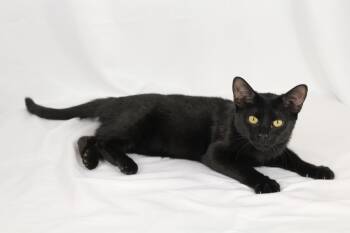 Rescue Bombay and Domestic Short Hair Cats for Adoption in Tuscaloosa, Alabama - Sabrina | PetCurious