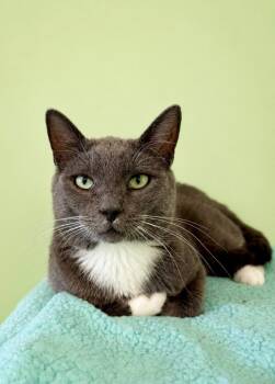 Orville -  Domestic Short Hair Cat for Adoption in Rock Springs, Wyoming - Orville | PetCurious