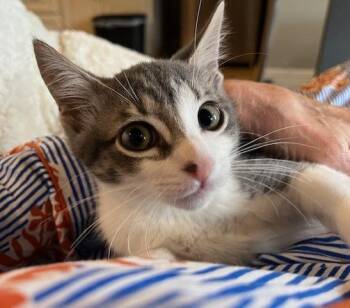 Domestic Short Hair Cats Available for Adoption in Magnolia, Texas - Afro | PetCurious