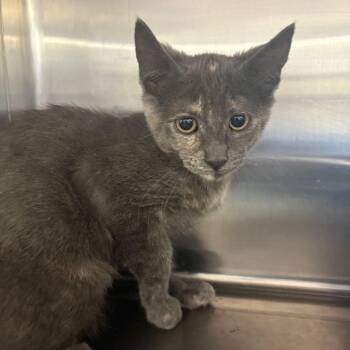 Thunder Paw -  Domestic Short Hair Cat for Adoption in Pullman, Washington - Thunder Paw | PetCurious