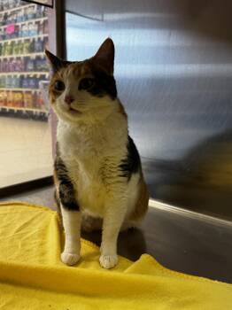 Domestic Medium Hair Cats Available for Adoption in Parker, Colorado - Lia | PetCurious